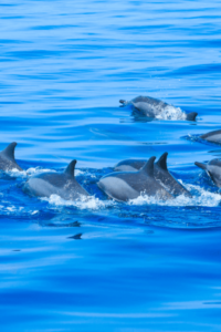 dolphins